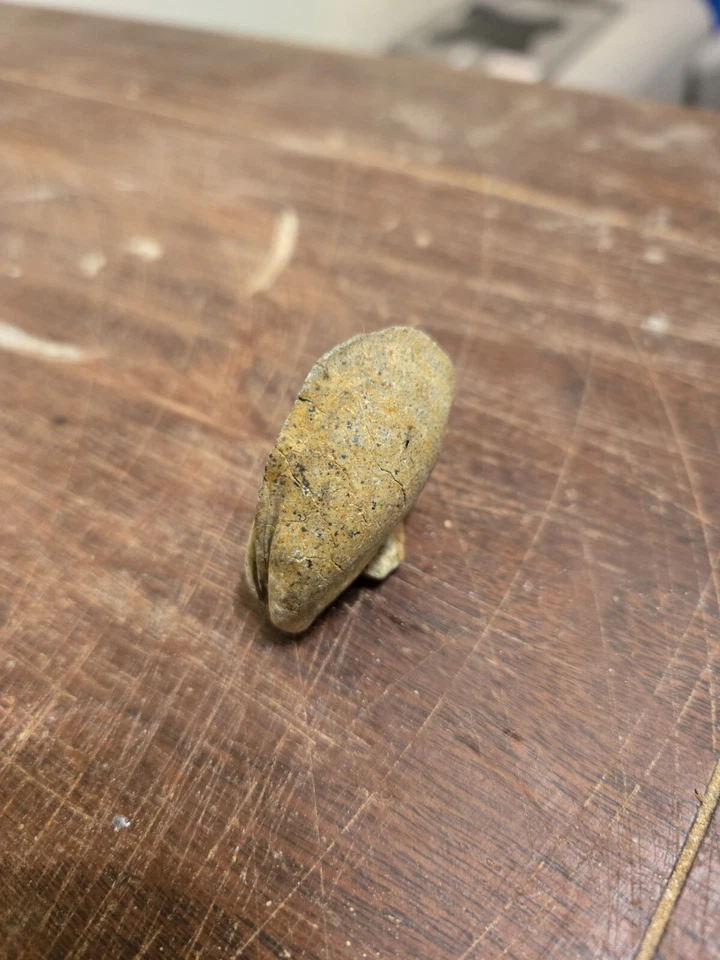 Perfectly Intact Fossil Of A Mussel From The Sea. Sits Abosolutely Perfect Too! - Image 2 of 4