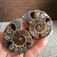 79g 1 pair Split  Carving Home Decoration    Specimen Shell Healing    pd3176