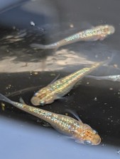 7 Ulysses Medaka Rice Fish