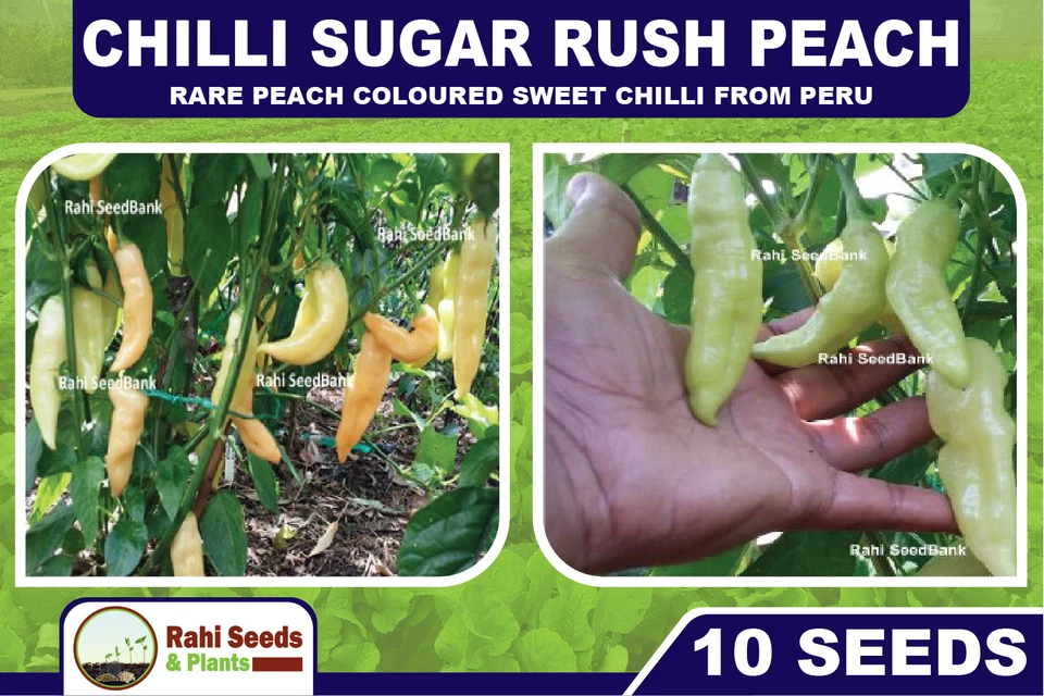 Chilli Sugar Rush Peach - Rare Peach Coloured Sweet Chilli from Peru - 10 Seeds - image 2 of 4