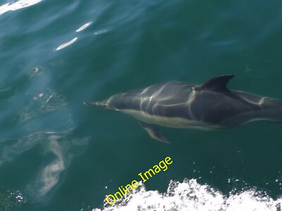 Photo 6x4 Dolphin on the starboard bow Ardlamont Point Friendly, solitary c2013