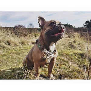 obedience collars dog training