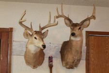 2 Wide Whitetail Deer Heads Shoulder Mount Taxidermy Cape Shed Antler Hunt Mule