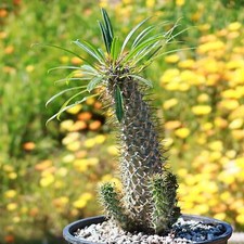 Madagascar Palm Plant - Pachypodium lamerei cactus Cacti Succulent real live pla