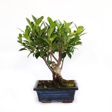 Bonsai Ficus Microcarpa - Bonsai Ficus Retusa - Piante Vere da Interno