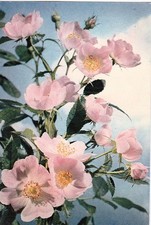 Dog Rose Flower. PC58, J. Arthur Dixon. Natural Colour. Posted 1961