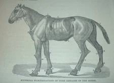 c1900 Antique Print EXTERNAL MANIFESTATIONS OF SOME DISEASES OF THE HORSE