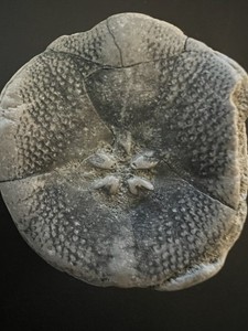 Fossilized Sea Urchin (Echinoid) – 1.5” Specimen with Great Underside Detail
