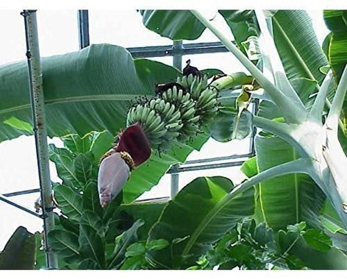 Musa thomsonii, rare banane exotique rustique, banane de Thomson - 10 graines - Photo 5/5