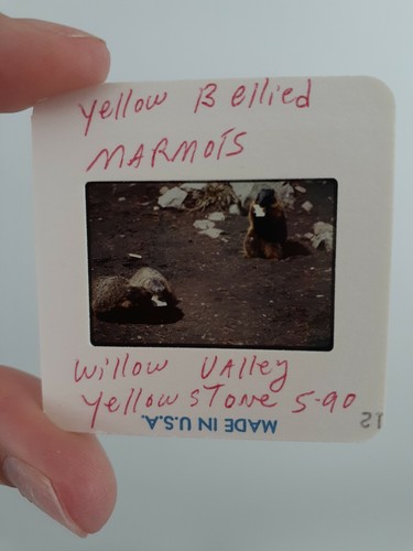 Lot 80 Color Slides Wildlife Coyote Osprey Eagle Deer Wolf Red Fox Big Horn Shee - Picture 12 of 12