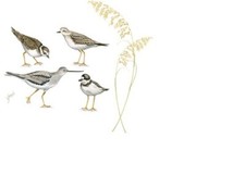 Tatouage Dry Rub Transfer Sunset with Seabirds and Sea Oats