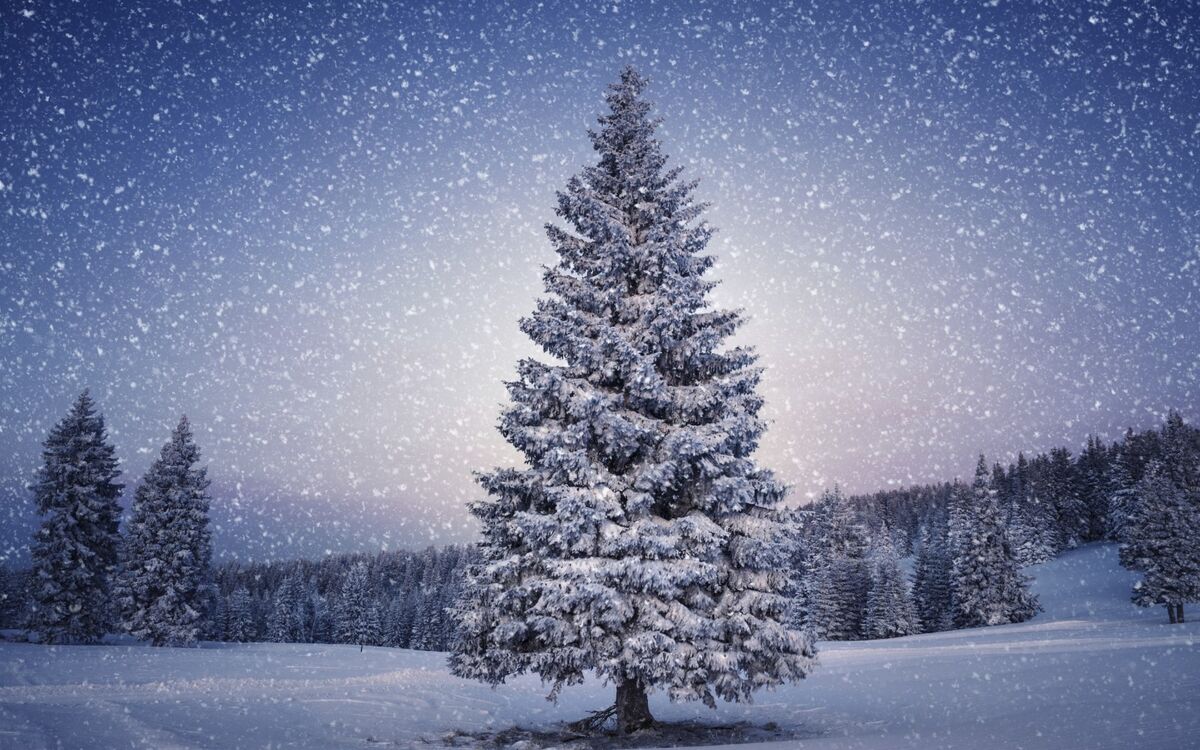 CHRISTMAS TREE 弱々しく CHRISTMAS TREE 弱々しく