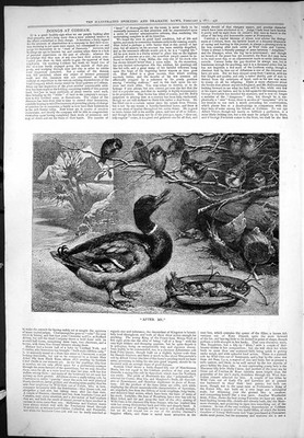 Antiker alter Druck Cobham After Me Ente Vögel Futter Tiere Outdoor Szene 1877