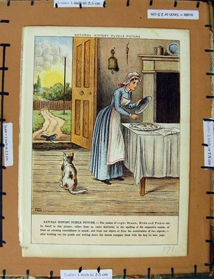 Original alter Vintage Druck um 1950 Kinderreim Dame Fisch Katze Vogelhaus 20.