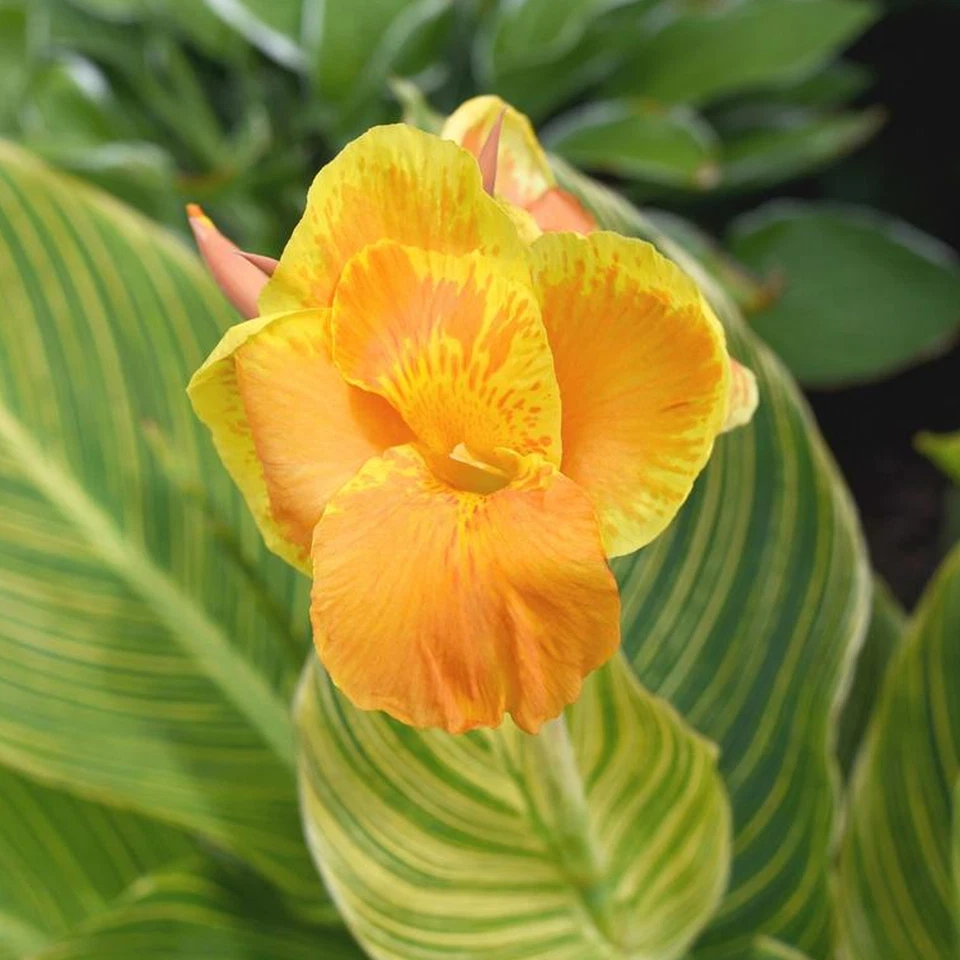 Canna Tropicanna Gold | Deciduous Perennial | Outdoor Potted Plant | Flowering - Image 3 of 4