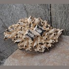 UmjuBelt Schließe "Bloomy star"