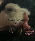 Zombie Chicken Hatching Eggs – F1 & F2 – Auto-Sexing – 6 Eggs — photo 3