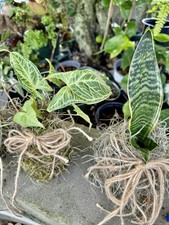 planta viva kokedama