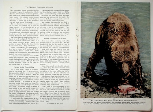 National Geographic 1954 Brown Bear Alaska Salmon Fishing Article - Picture 2 of 6
