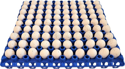 6  90 Egg Plastic Trays for Quail Pigeon Dove Bird Flat Carton
