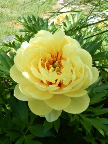 BARTZELLA Itoh Peony - Perennial - 1 PLANT