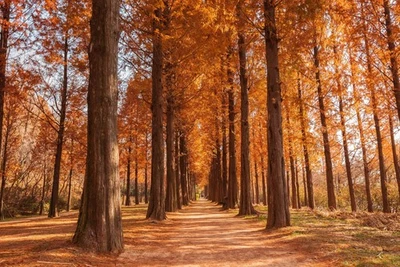 SEEDVILLE USA 20 DAWN REDWOOD Tree Metasequoia Glyptostroboides Conifer Seeds