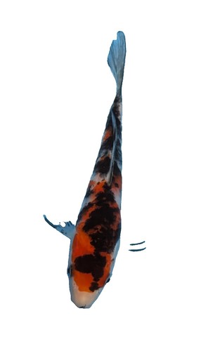21in Showa l3 Huge Koi Japanese Imported Live Koi Fish @ Huge Koi