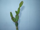 Rhipsalidopsis Hybrid "Tetra" - 01