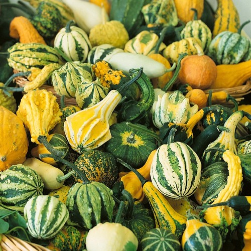 25 Small Mixed Gourd Seeds - Everwilde Farms Mylar Seed Packet - Picture 3 of 3