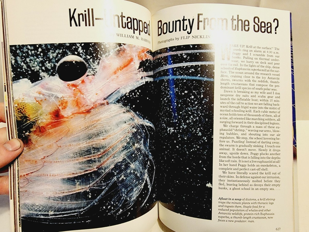 NATIONAL GEOGRAPHIC May 1984 - Pompeii VESUVIUS DEAD - Krill