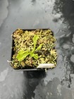 Venus Flytrap  Biohazard 2 -  Carnivorous Plant 🔥 — photo 3
