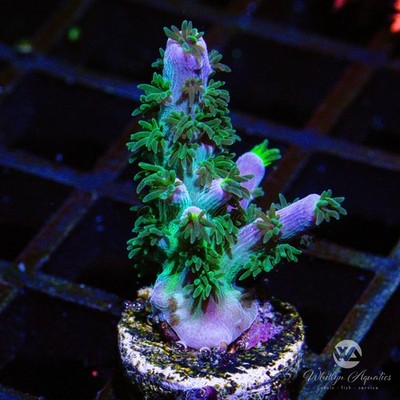 Cali Tort Acro - WYSIWYG - Live SPS Coral Frag