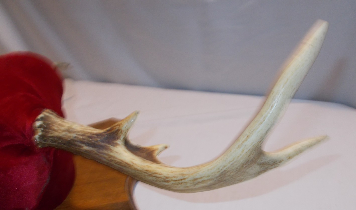 Vintage 1993 Michigan Deer Antlers Mount Plaque Cabin Decor Rustic Taxidermy