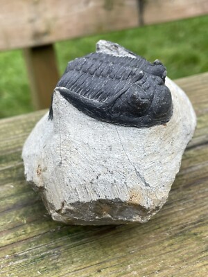 Hollardops Trilobit Fossil. Mitteldevon. Alnif, Marokko 