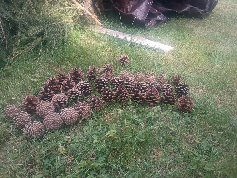 50 Ponderosa Pine Cones For Crafts Mostly Fell Today