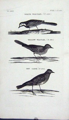 Original alter antiker Druck Vögel weiß gelb Bachstelze Himmel Lerche Natur
