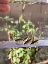 Celestial Pearl Danio/Galaxy Rasbora 6 PACK Live Nano Fish USA Hobbyist Bred