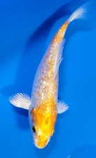 4"-5"  GIN RIN HARAWAKE LIVE FRIENDLY KOI POND FISH RAVENWOOD KOI
