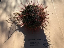 B065 Fishhook Barrel Cactus Ferocactus Wislizenii Thick Beautiful Spines 
