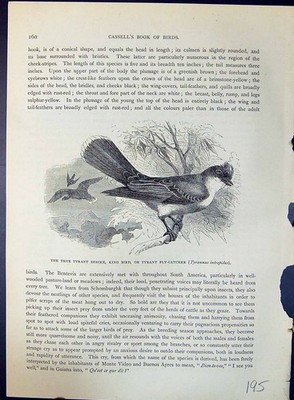Alter echter Tyrann Shrike King Fliegenfänger Tyrannus Brehm Jones um 1860 ca viktorianisch