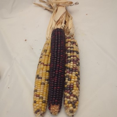 Indian Corn in Husk, Set of Three, Tied Together