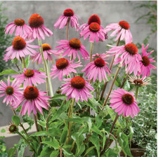 Coneflower Herb Echinacea purpurea  STARLIGHT - Large Flower- Purple