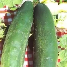 Cucumber Tasty Green Hybrid Great Vegetable by Seed Kingdom 100 Seeds