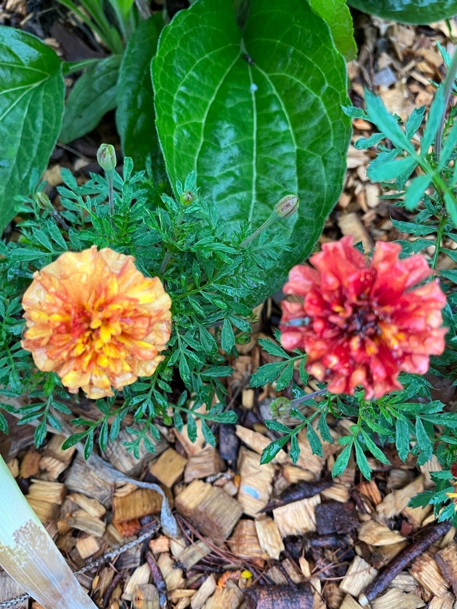 Strawberry Blonde Marigold - 15 seeds | eBay