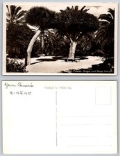 Las Palmas Dragos En El Parque Municipal Postcard