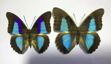 Prepona for collectors | Prepona werneri, brooksiana females