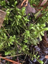 Live Moss Assortment Tree Moss Terrarium Vivarium Garden Decor