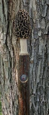 Morel Mushroom Hickory Hiking Stick with Compass 