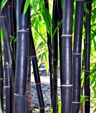 50 Timor Black Bamboo Seeds Privacy Seed Garden Clumping Exotic Shade Screen 401