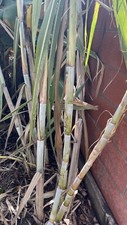 Sugarcane Stock Organic 4 Germinated Healthy Tropical Plants.